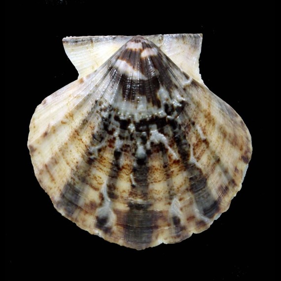 glaber 73,4mm BIG
