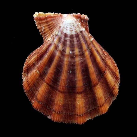 pesfelis 70,1mm