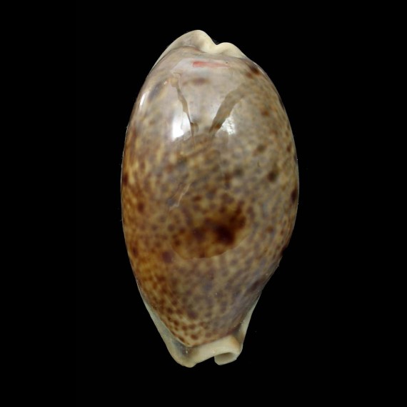 lynx williamsi 73,0mm