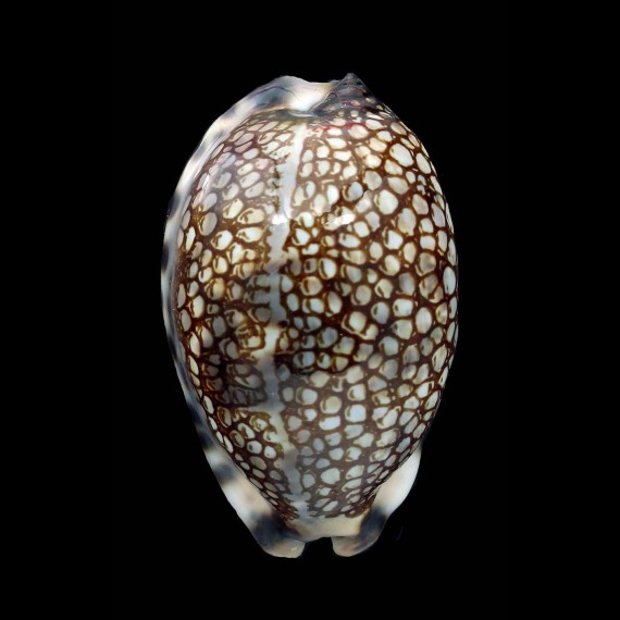 histrio 53,2mm