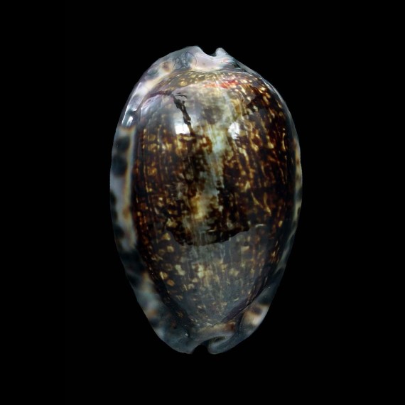 arabica immanis 81,0mm