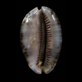 arabica immanis 81,0mm