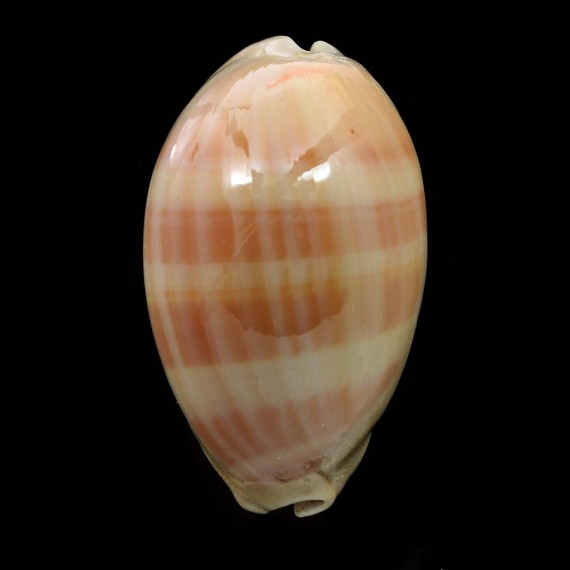 leviathan 76,1mm