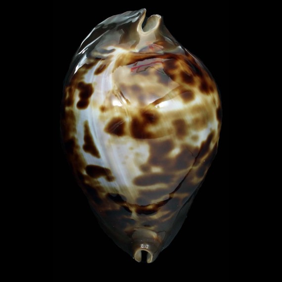friendii vercoi 84,3mm