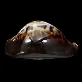 friendii vercoi 84,3mm