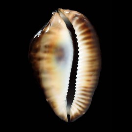 friendii vercoi 84,3mm