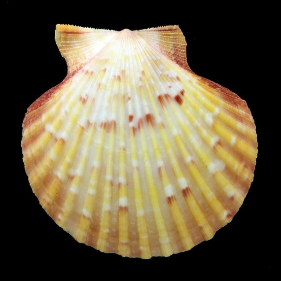 opercularis 62,1mm