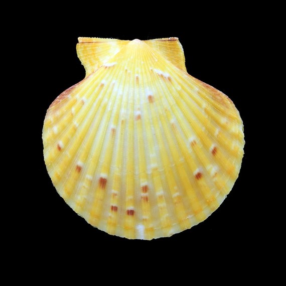 opercularis 56,2mm