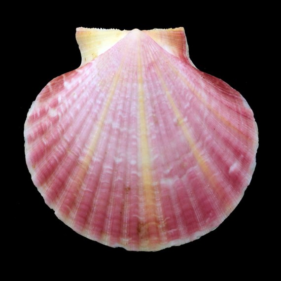 opercularis 58,1mm
