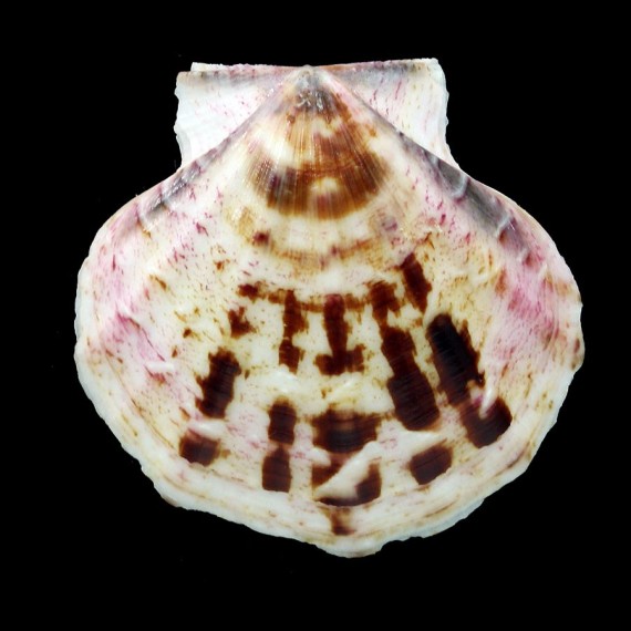 glaber 53,1mm