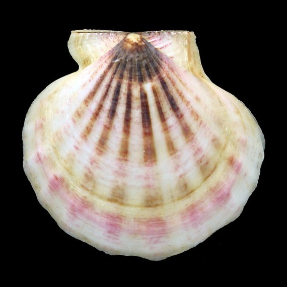 glaber 78,1mm GIANT