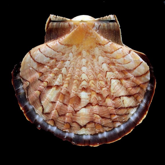 afribenedictus 51,0mm
