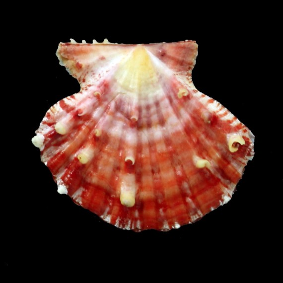 mirificus 39,0mm