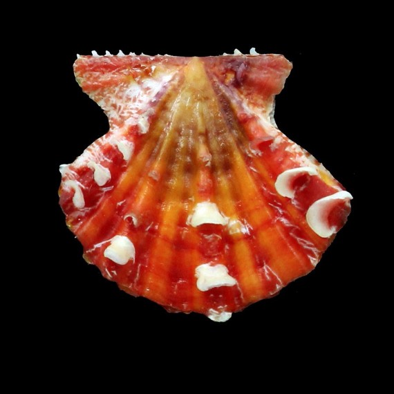 mirificus thaaumi 32,0mm