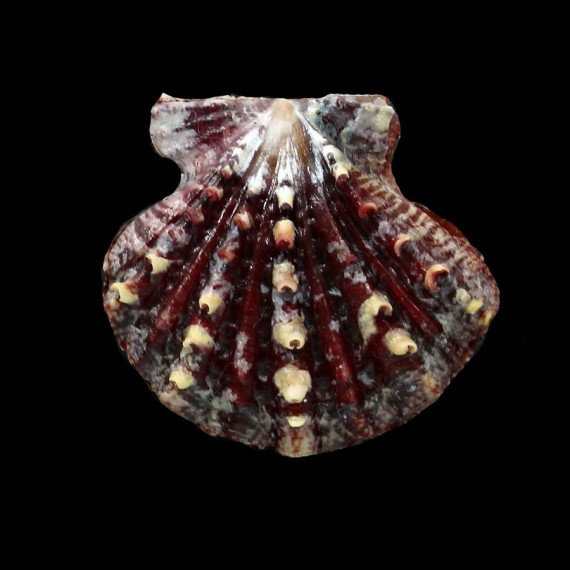 mirificus 35,2mm DARK
