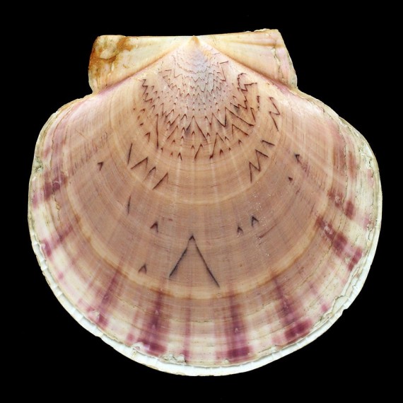 laurenti 85,0mm XXL