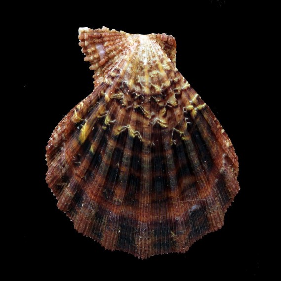 pesfelis 61,8mm DARK