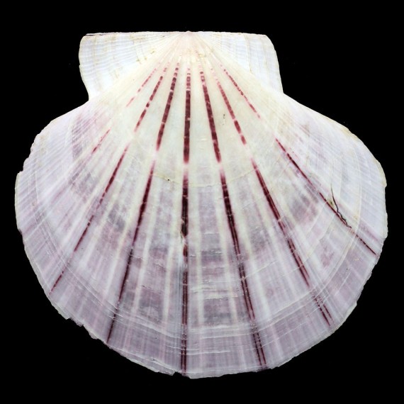 bifrons 121,1mm MONSTER SPECIMEN