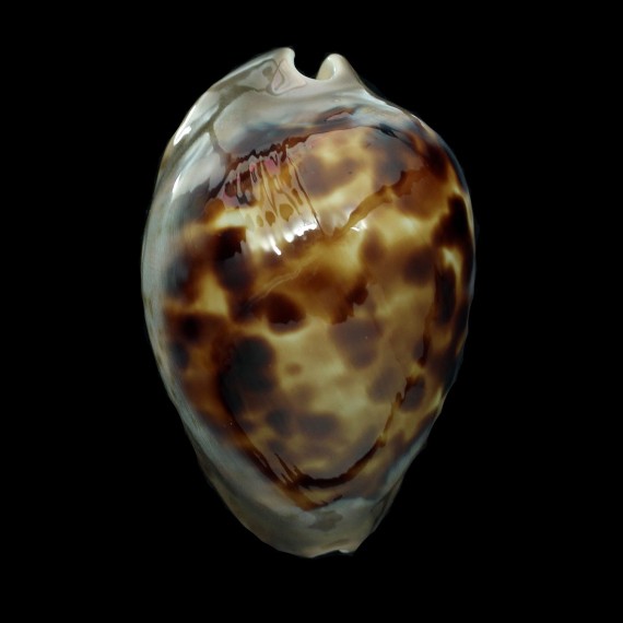 venusta episema 72,3mm