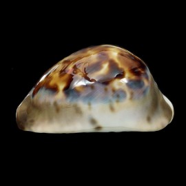 venusta episema 72,3mm