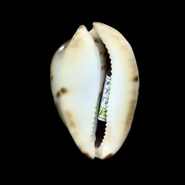 venusta episema 72,3mm