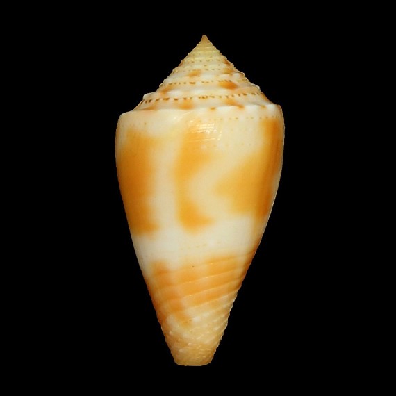 mindanus