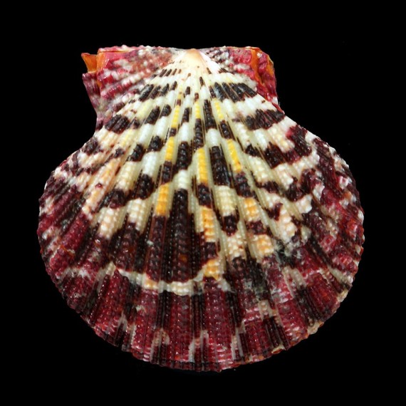 pallium 61,4mm