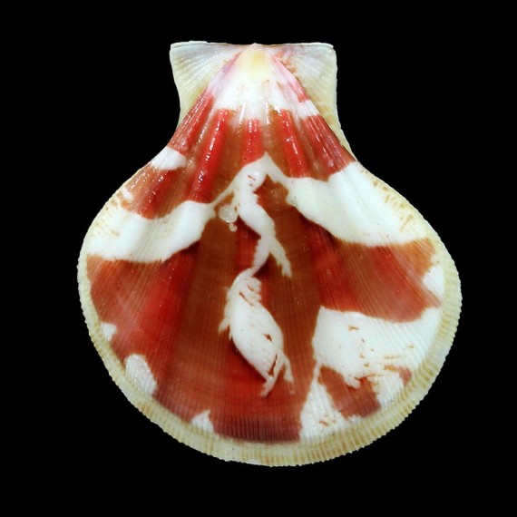 plica 39,0mm