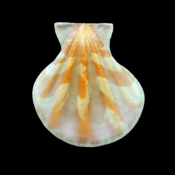 plica 44,0mm