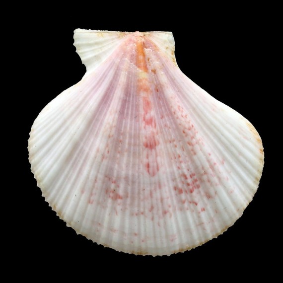 convexum 54,0mm