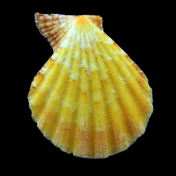 dianae 46,0mm