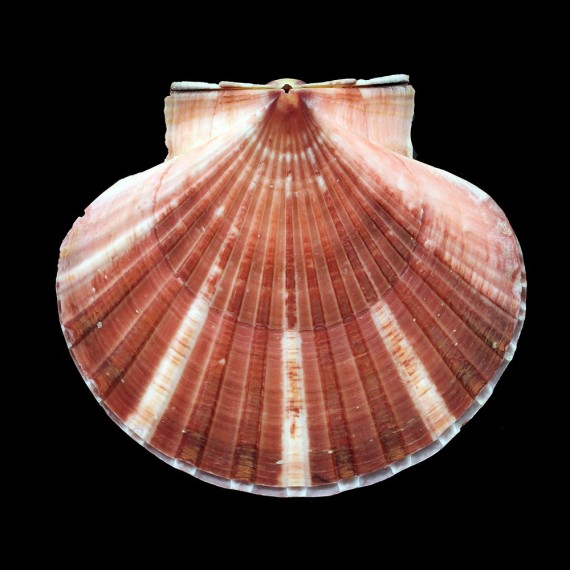 fumatus 85,0mm