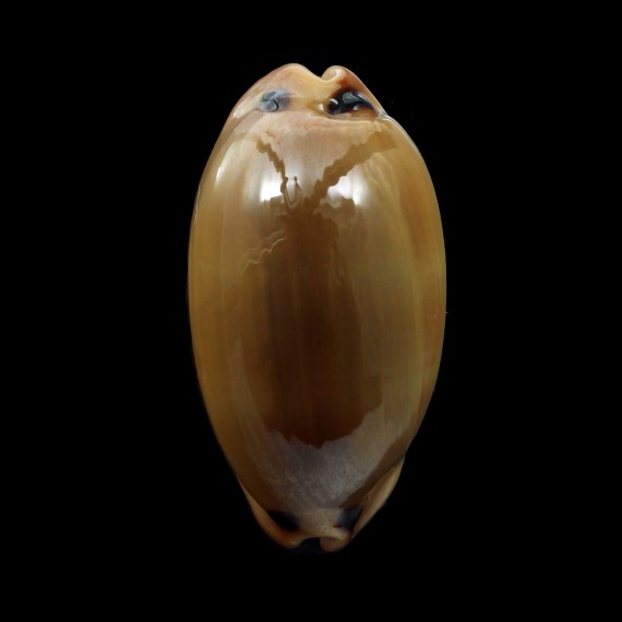 pulchra 49,3mm