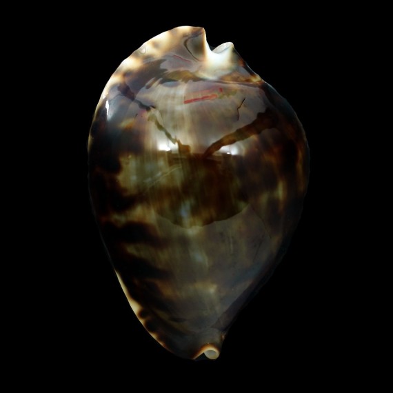 friendii vercoi 63,0mm