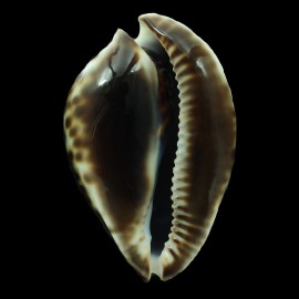 friendii vercoi 63,0mm
