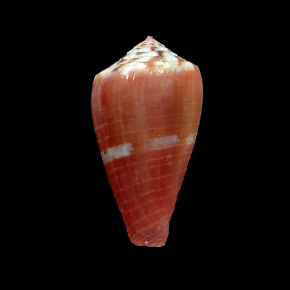 kulkucan 28,4mm