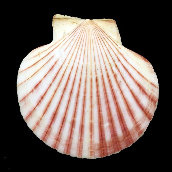 opercularis 80,0mm