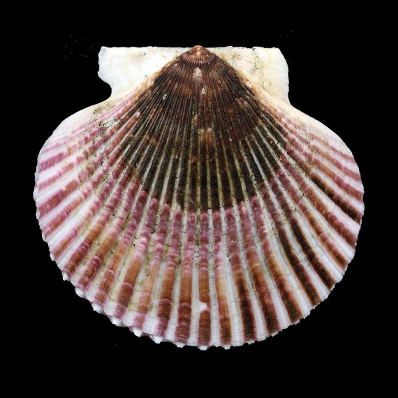 irradians 88,0mm