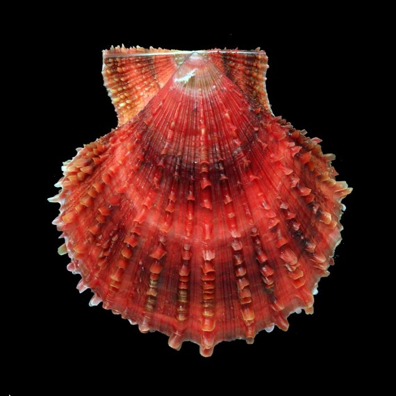farreri 83,0mm SUPERB