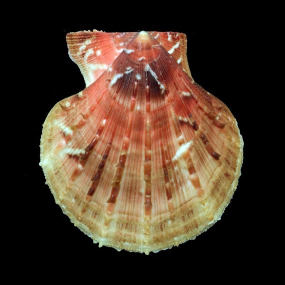 farreri 85,0mm