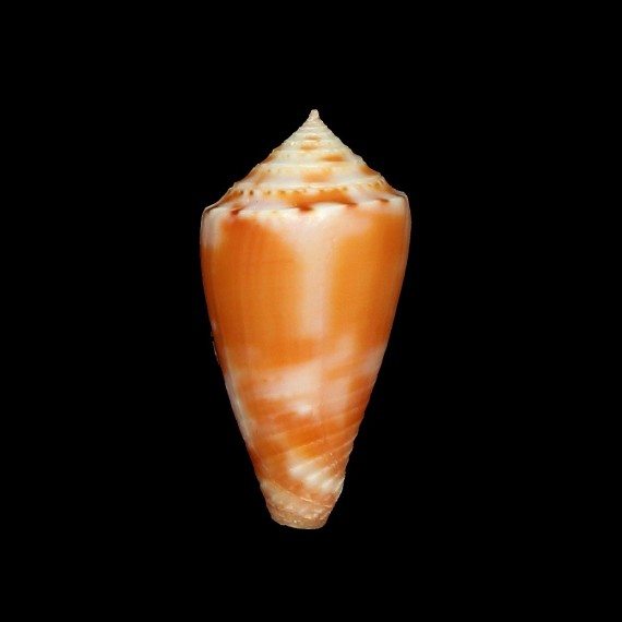 mindanus