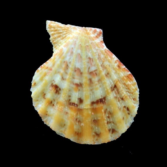 fulvicostatum 28,2mm BIG