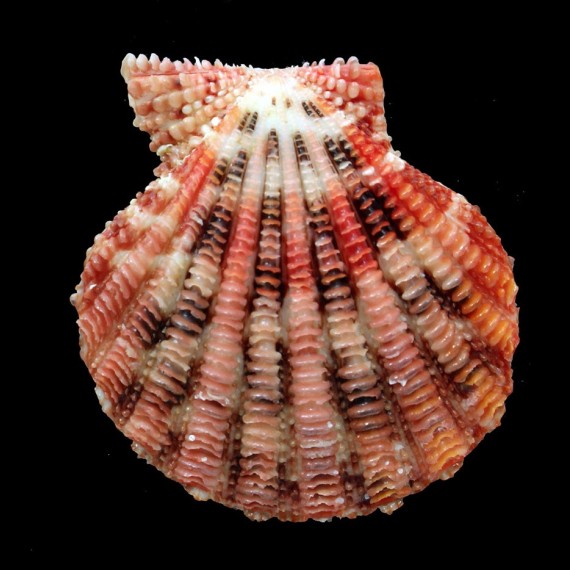 speciosum 63,1mm