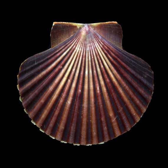 diegensis 80,2mm