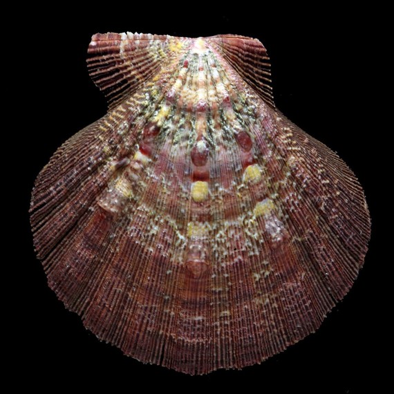 arthricticus 97,5mm