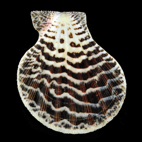 flavicans 59,0mm  BIG