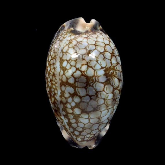 histrio 61,0mm