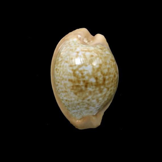 fuscodentata sphaerica 33,5mm
