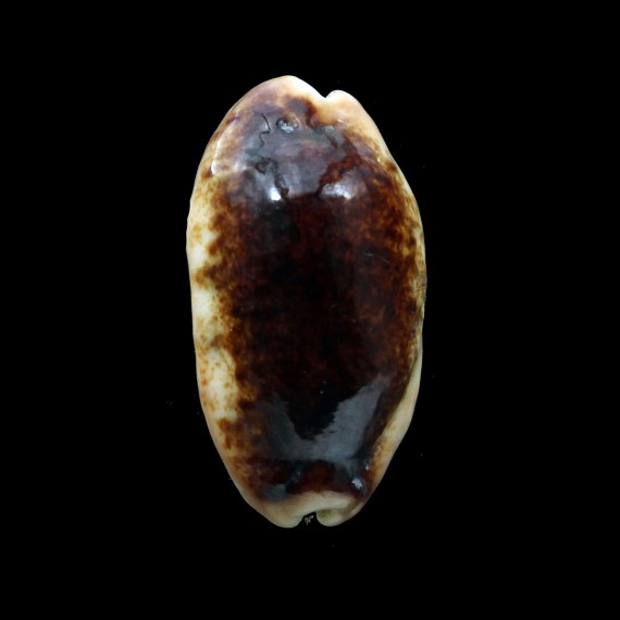caurica 42,0mm NIGER