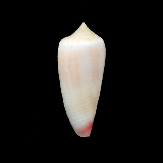 oishii 35,0mm